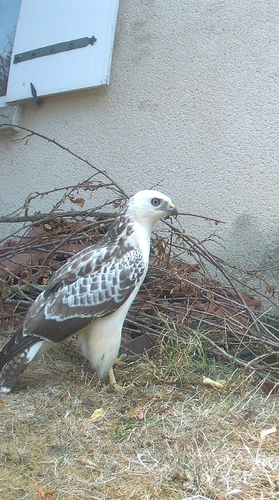 Common Buzzard