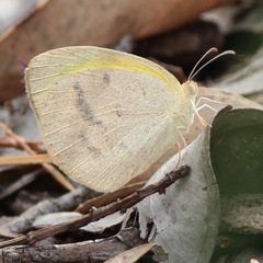 Eurema herla