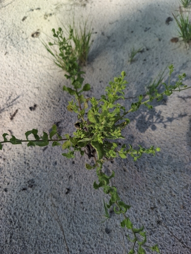 Camphorweed