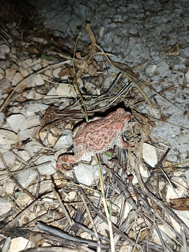 Natterjack Toad