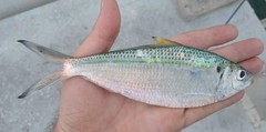 Opisthonema oglinum