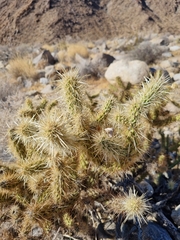 Cylindropuntia ganderi, photograph (c) Marc Fradera-Soler, some rights reserved (CC BY)
