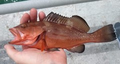 Epinephelus morio
