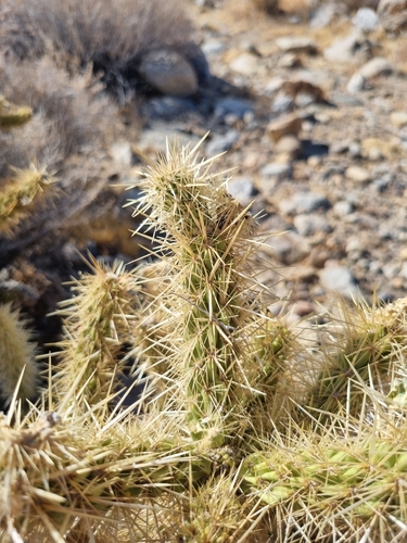 Cylindropuntia ganderi, photograph 4