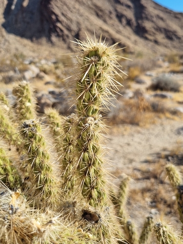 Cylindropuntia ganderi, photograph 5