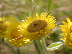 Helichrysum aureum