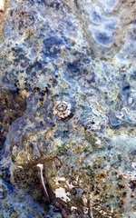 Chthamalus antennatus