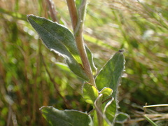 Helichrysum aureum