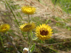 Helichrysum aureum