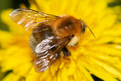 Bombus schrencki