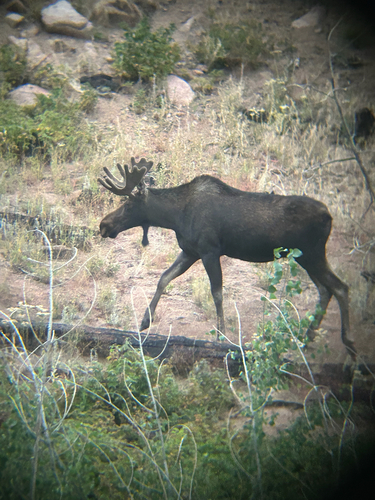 Moose