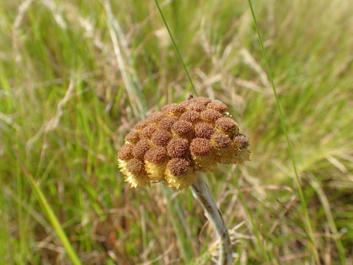 Image of Helichrysum auriceps by (c) Mahomed Desai, some rights reserved (CC BY)