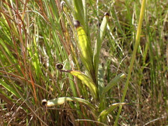 Helichrysum auriceps