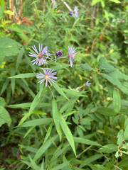 Canadanthus modestus, photograph (c) Bryan Vroom, some rights reserved (CC BY)