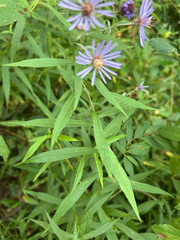 Canadanthus modestus, photograph (c) Bryan Vroom, some rights reserved (CC BY)