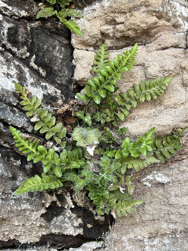 Asplenium marinum, photograph 2