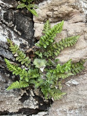 Asplenium marinum, photograph author not stated, no rights reserved