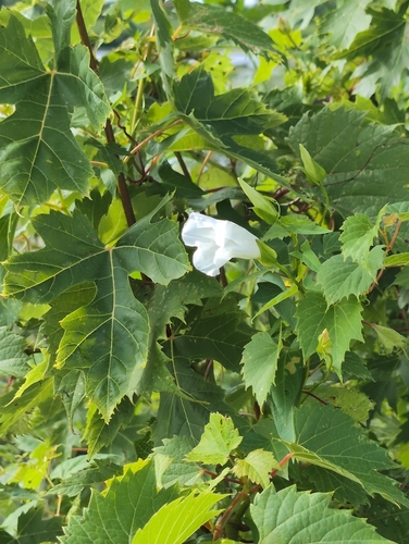 creeping hedge bindweed