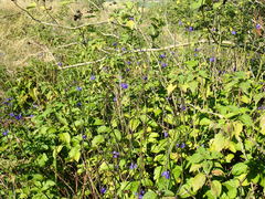 Stachytarpheta urticifolia