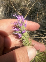 Liatris glandulosa, photograph (c) ashleyrsteel, some rights reserved (CC BY)