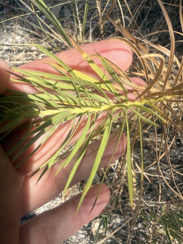 Liatris glandulosa, photograph 3