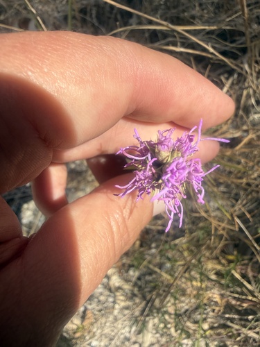 Liatris glandulosa, photograph 4
