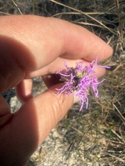 Liatris glandulosa, photograph (c) ashleyrsteel, some rights reserved (CC BY)