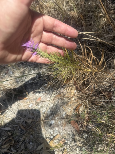 Liatris glandulosa, photograph 5