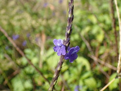 Stachytarpheta urticifolia