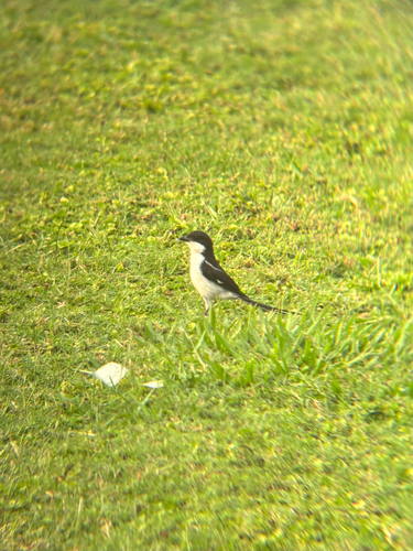Northern Fiscal