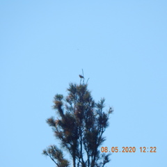 Phoenicurus phoenicurus