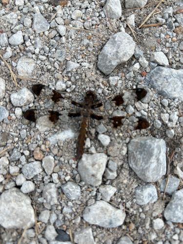 Common Whitetail