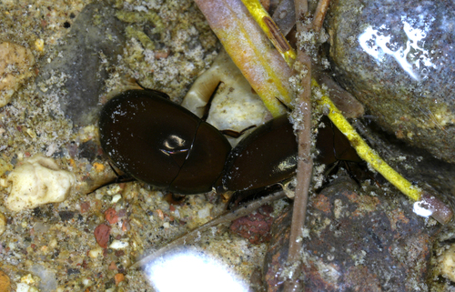 Tropisternus affinis