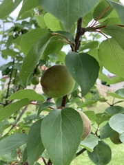 Prunus armeniaca