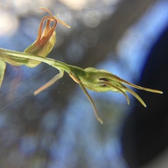 Pterostylis daintreana