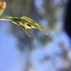 Pterostylis daintreana