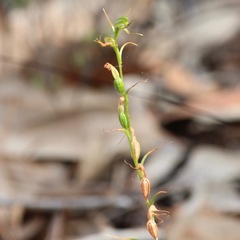 Pterostylis daintreana