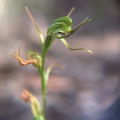Pterostylis daintreana