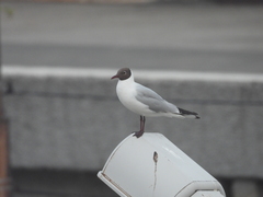 Chroicocephalus ridibundus