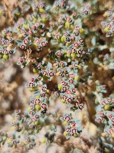 Euphorbia polycarpa, photograph 5