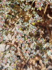 Euphorbia polycarpa, photograph (c) Marc Fradera-Soler, some rights reserved (CC BY)