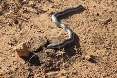 Afrotyphlops schlegelii