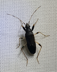 Froeschneria piligera