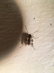 Psectrotanypus dyari