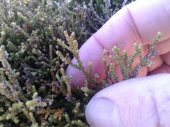 Lepidothamnus laxifolius