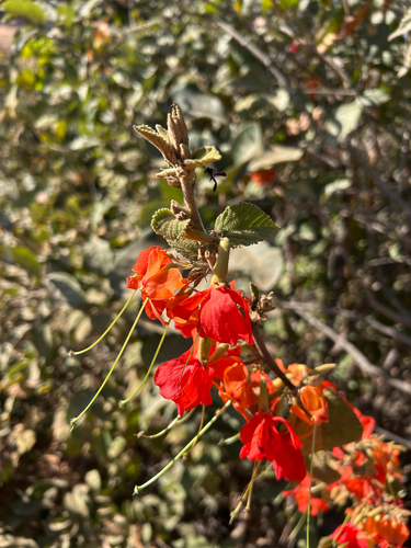 Helicteres brevispira