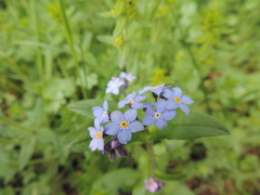 Myosotis sylvatica sylvatica