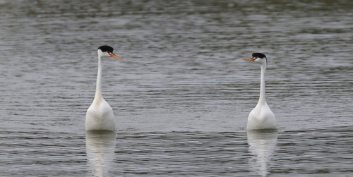 iNaturalist observation photo of Clark's Grebe