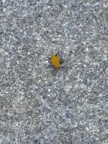 iNaturalist observation photo of Oleander Aphid