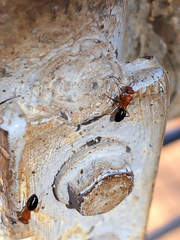 Opisthopsis haddoni rufoniger